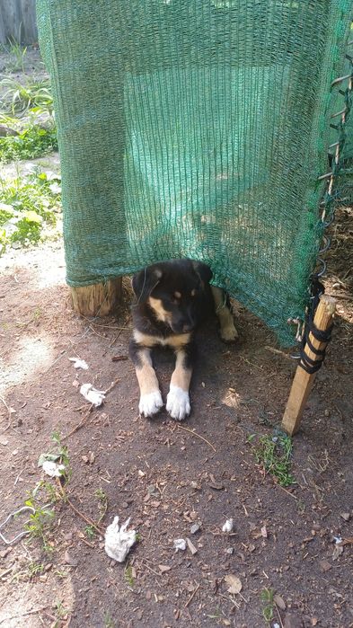 Животные  добрі охоронці