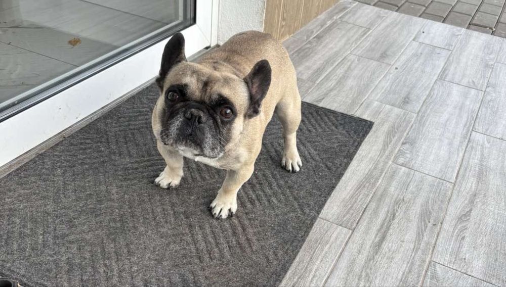 Французький бульдог хлопчик і дівчинка