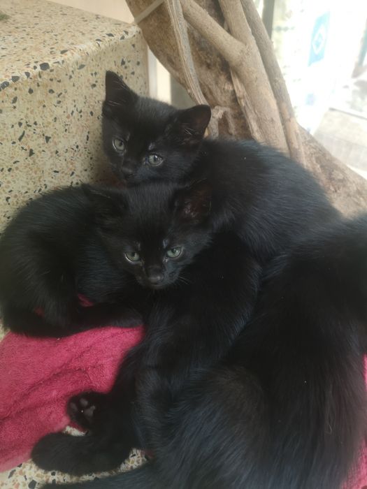 Gatinhos bébés doação