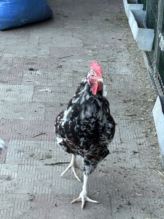 Продам молодих півників породи лівенська ситцева