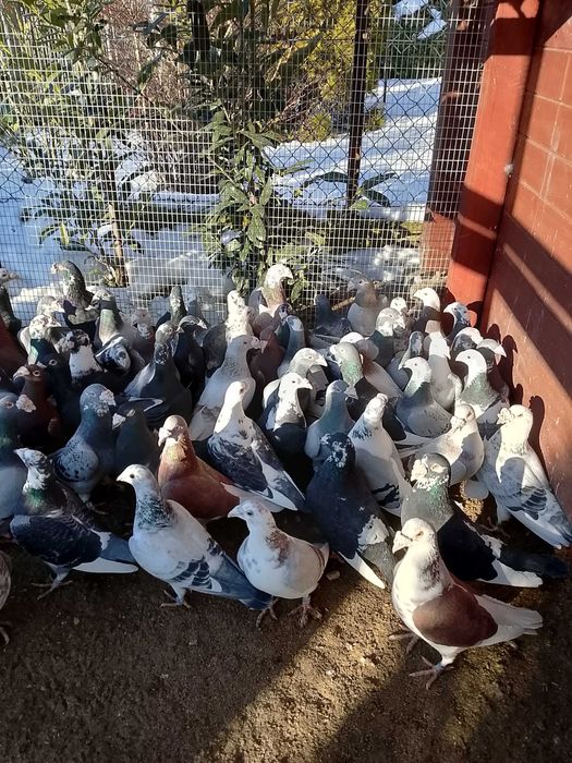 Gołębie Staropolskie