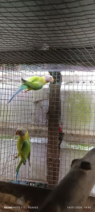 Ringnek e cabeça ameixa