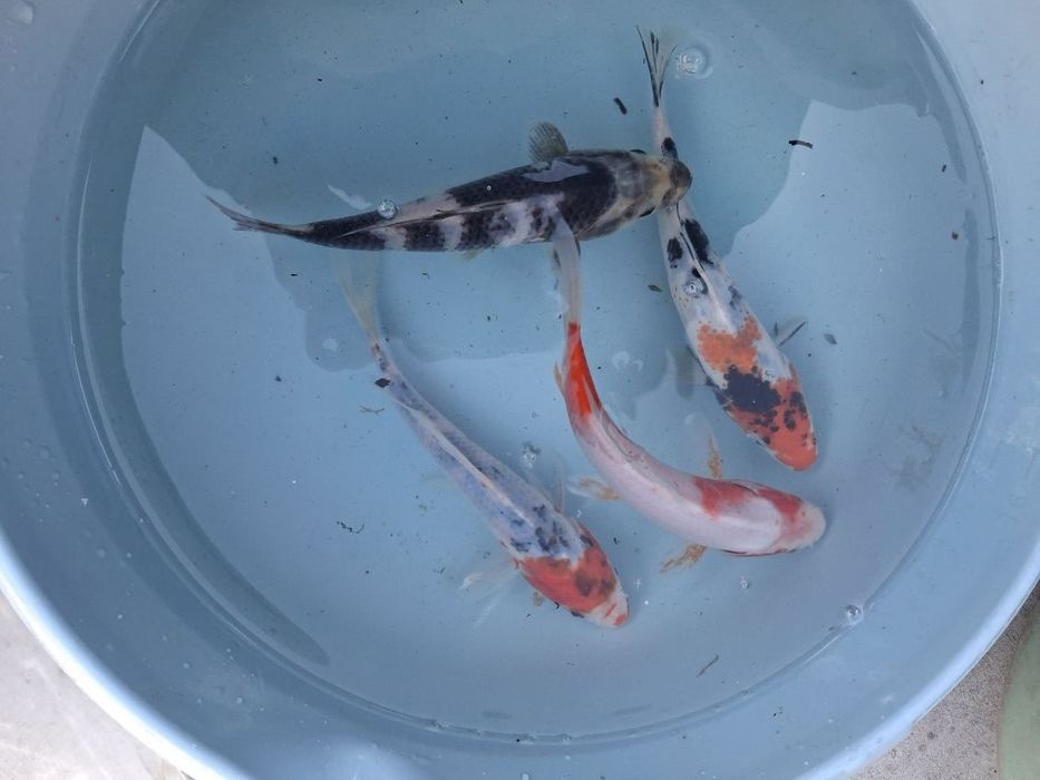 Koi karp karaś złota orfa