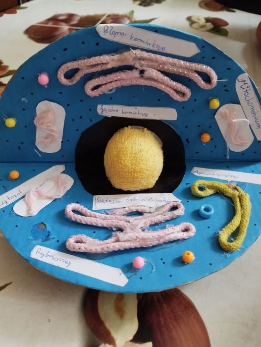 Model komórki zwierzęcej