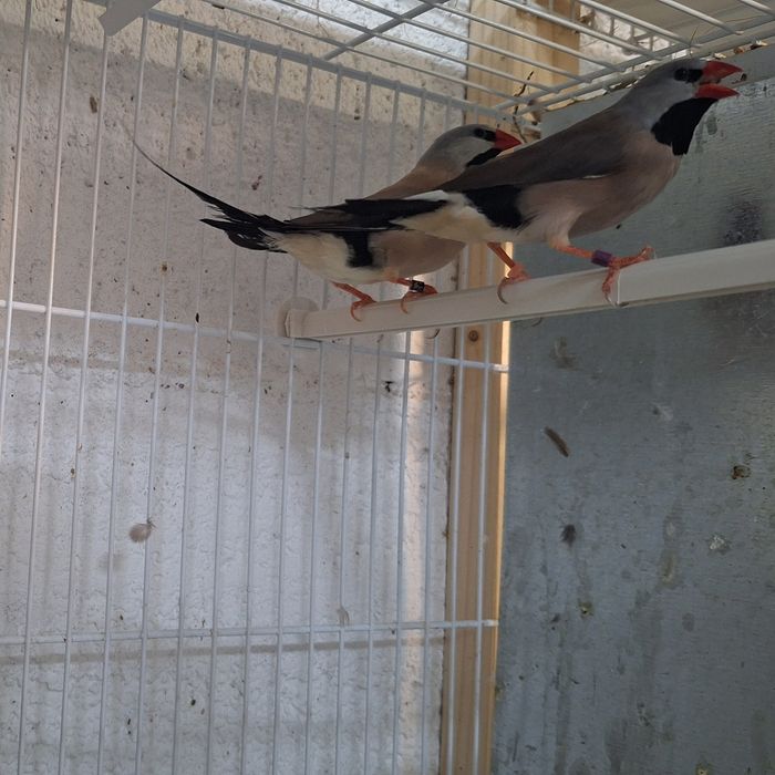 Aves para cedência diamantes bavete, mascarados, Degolados