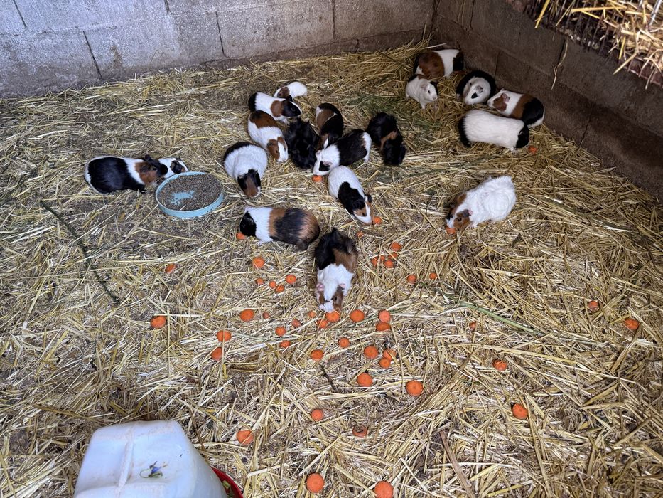 Animais para companhia