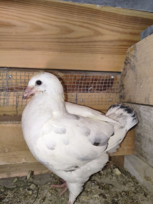 Gołębie pocztowe samce