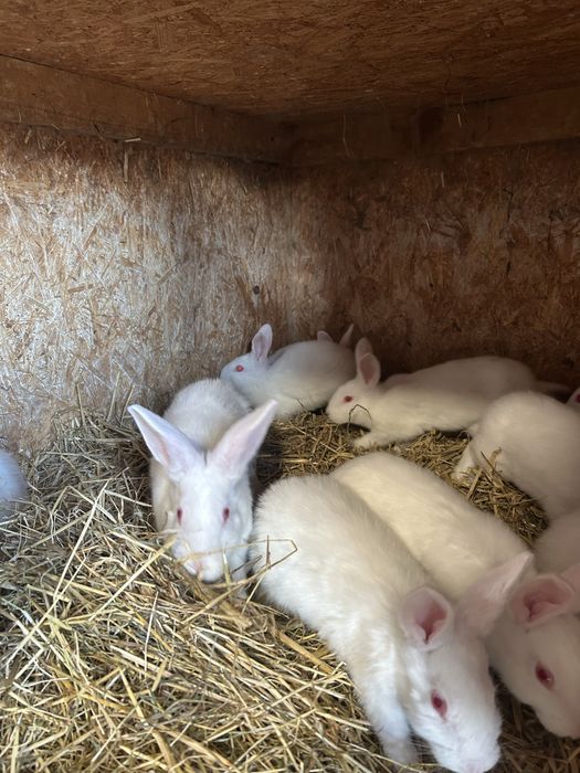 sprzedam kroliki termandzkie