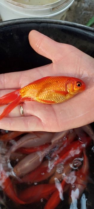 Продам цветной карась Комета, прудовый