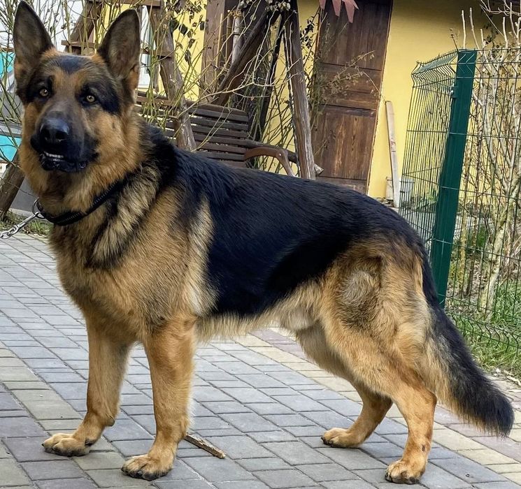 В'язка, кобель, німецька вівчарка.