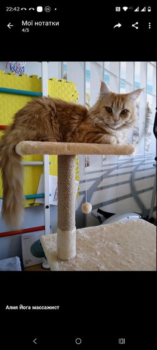 Мейн кун кошенята, 1 місяць