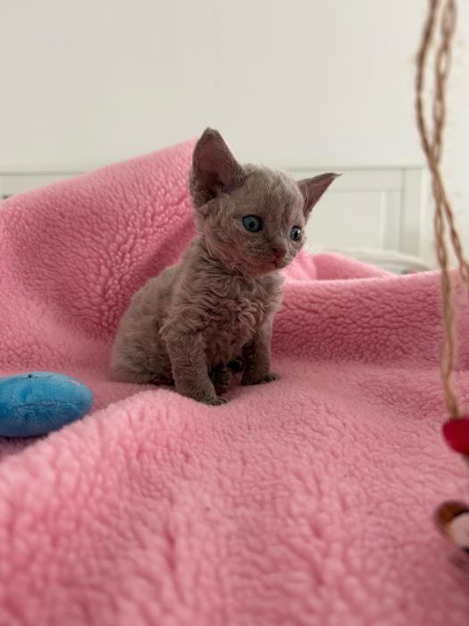 Kot Devon Rex kolor liliowy rodowód WCF Jaśminowy Powiew*PL