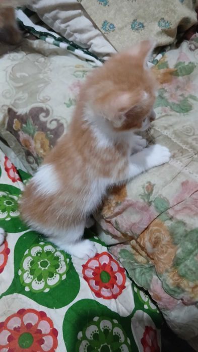 Gatinhos esperam por uma família