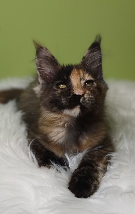 Maine Coon kotka  rodowód FPL