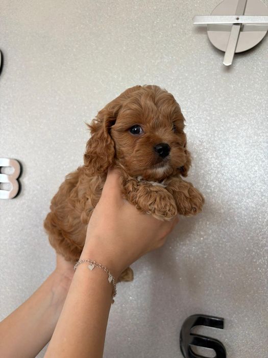 ***Cavapoo śliczny piesek***