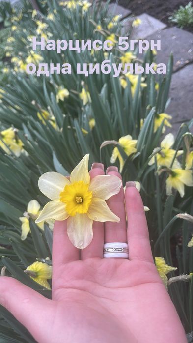 Лилейник, Ирисы, тюльпаны, нарциссы , сныть