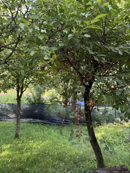 Na sprzedaż działka ROD w Lipniku, Bielsko-Biała