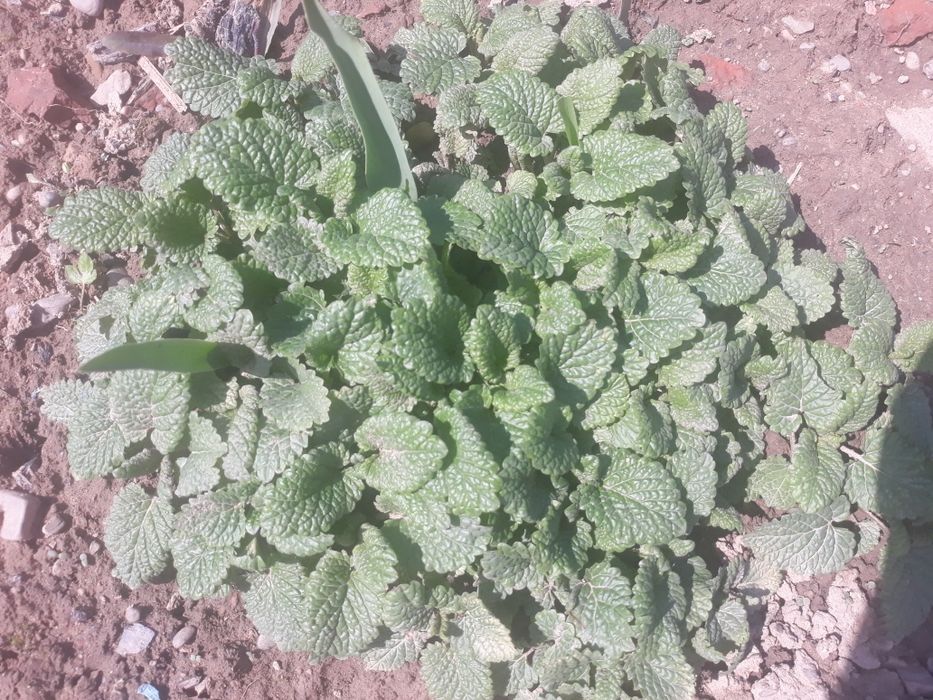 Меліса лимонник..