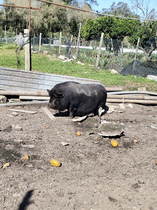 Vendo duas porcas vietnamitas