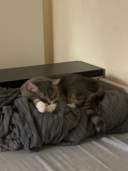 Безкоштовно тварини