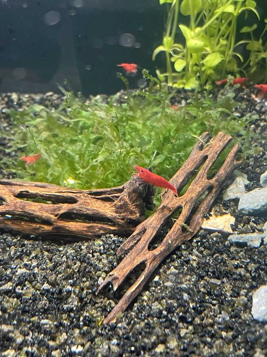 Camarões Neocaridina Red Fire