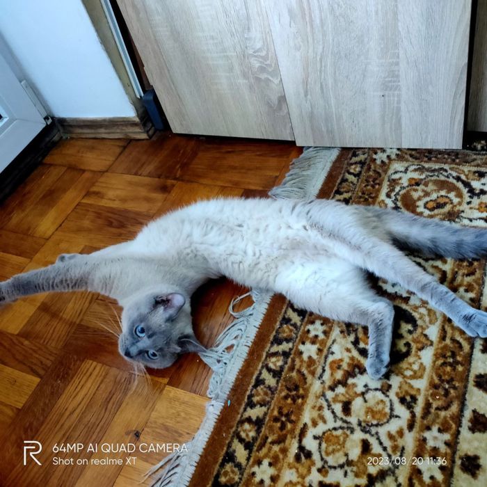 Продажа котика