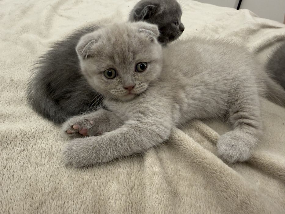Шотландські кошенята