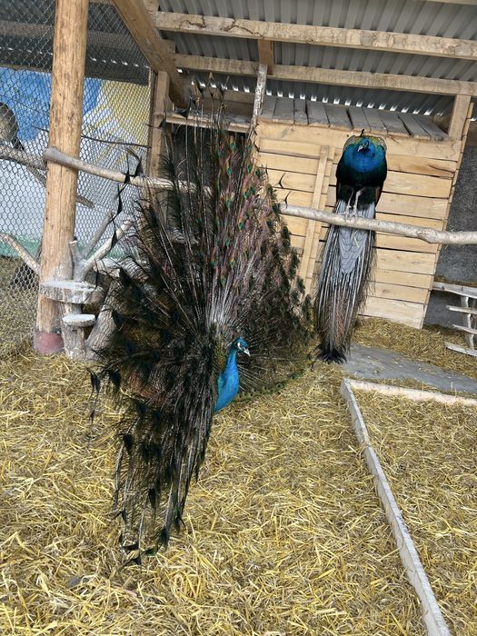 Птахи пави дорослі