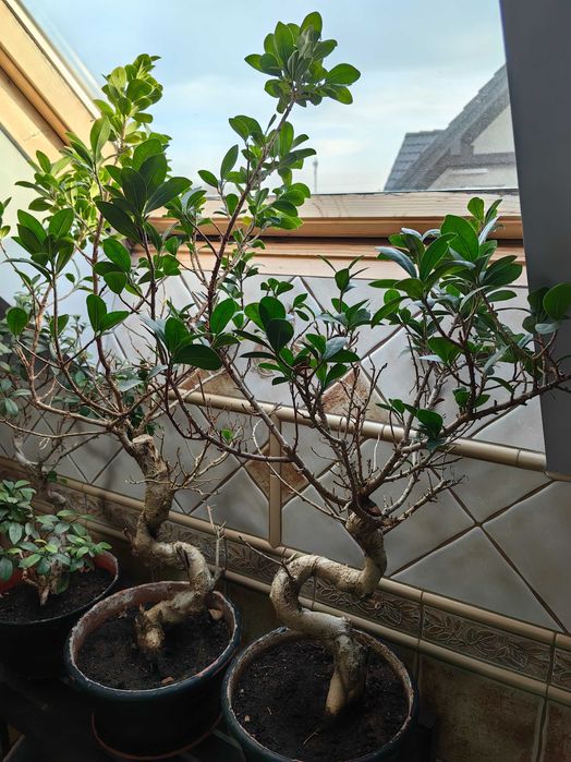 Bonsai Fikus tępy