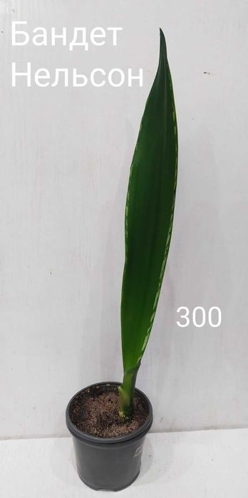 Сансевиерия Бандет Нельсон