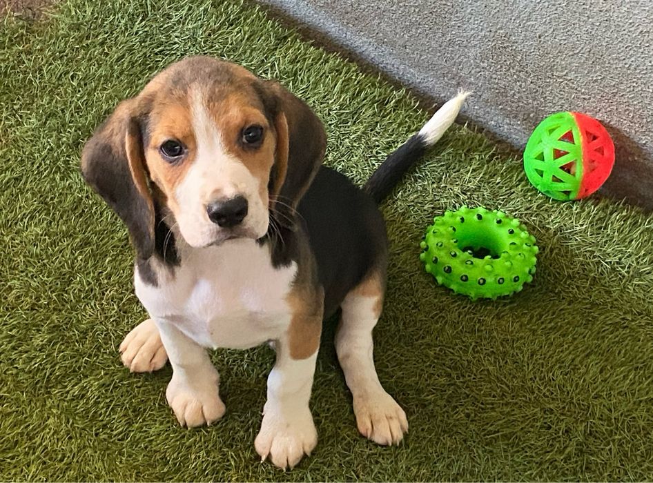 Cachorro Beagle ticolor