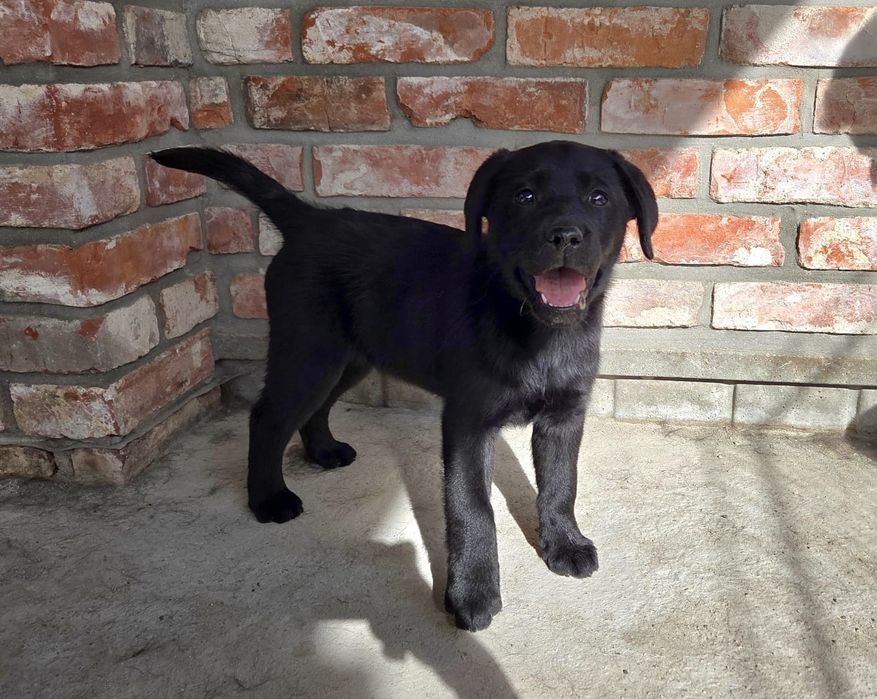 Labrador retriever FCI ZKWP suczka czarna