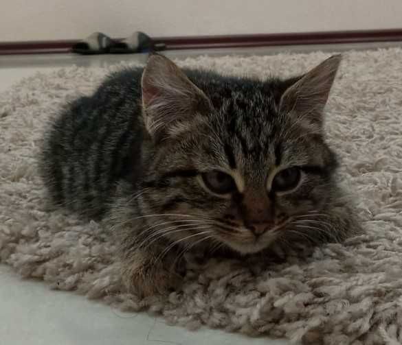 Полосатая девочка в добрые руки. Месяцев 6-7