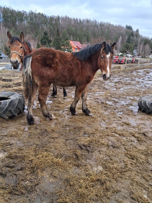 Klacze sztumskie po rodzicach programowych