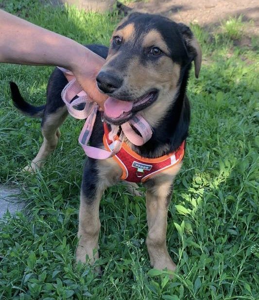 Чудове цуценя ШУКАЄ дім!