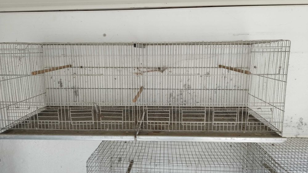 Gaiolas agapórnis