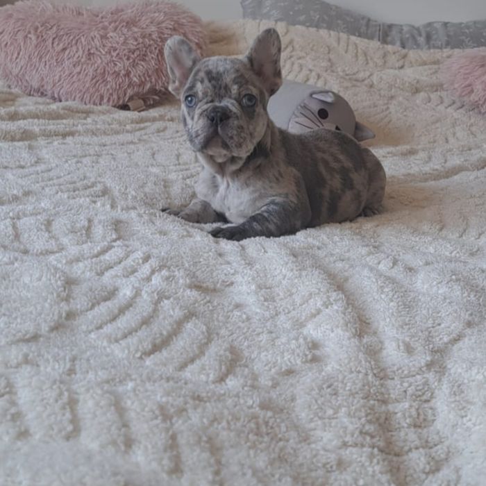 Buldog francuski lilac merle