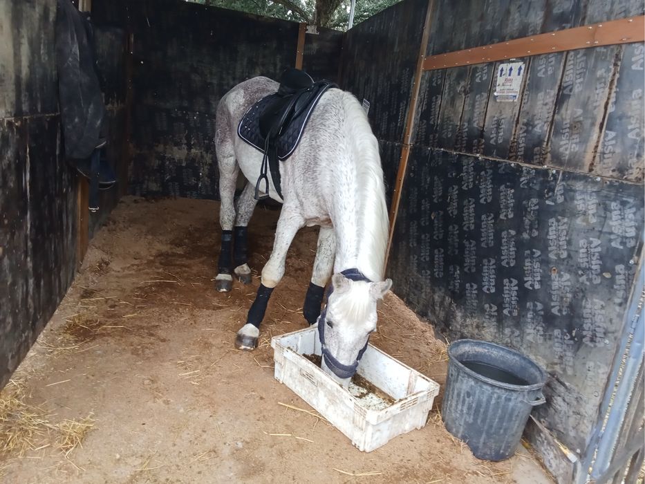 Cavalo bom para aulas