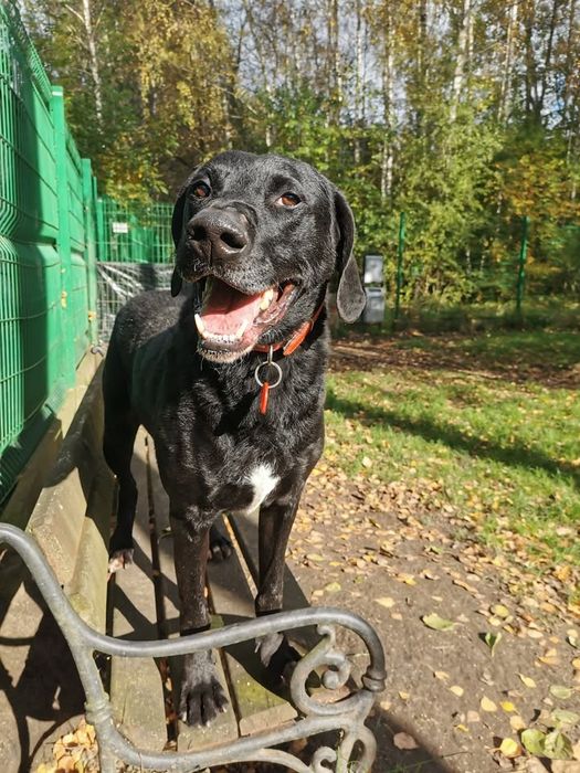 Astor-czeka na dom..