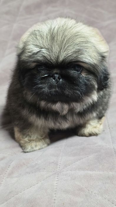 Королівський пікінес