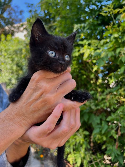 Кошенята, коти, до 1 місяця, шукають люблячу сімʼю