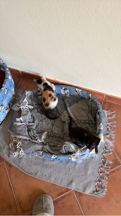 Benedita e Penelope para adoção conjunta