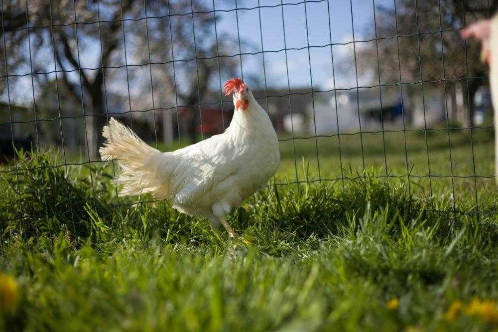 Kury kokoszki nioski Tetra tintet super nioska możliwy dowóz