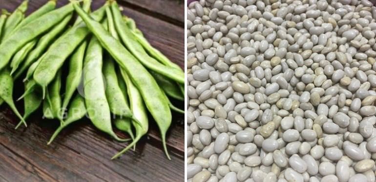 Насіння спаржевої квасолі кущова,різні сорти жовті,зелені стручки