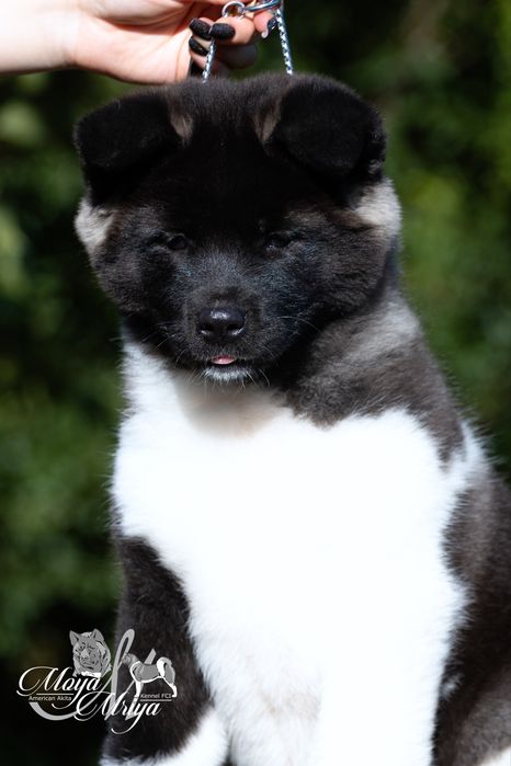 Американська акіта/ американская акита/ american akita
