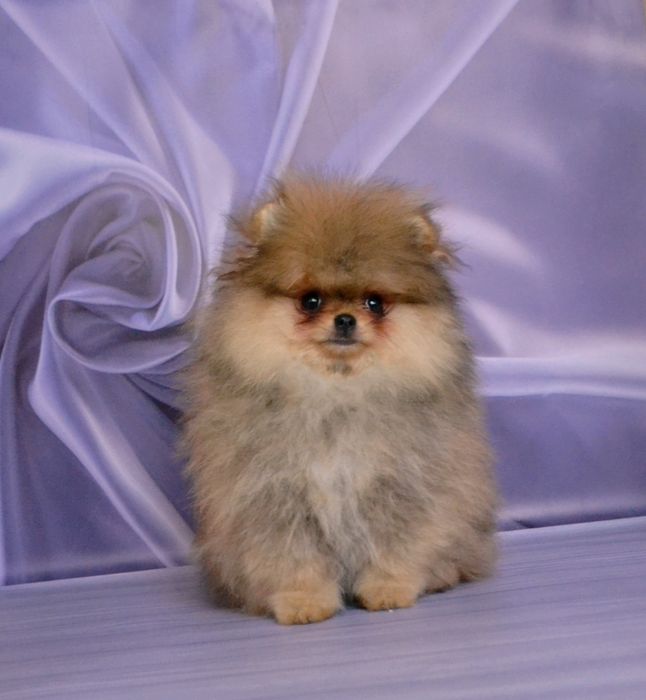 Шпіц померанській оранж міні