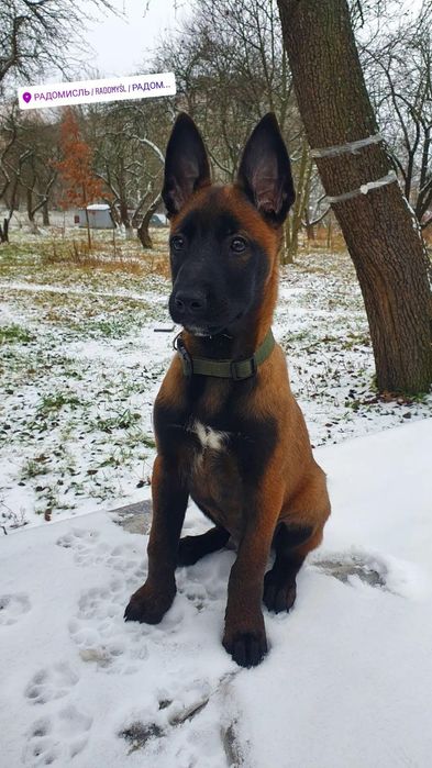 В'язка, хлопчик малінуа шукає наречену