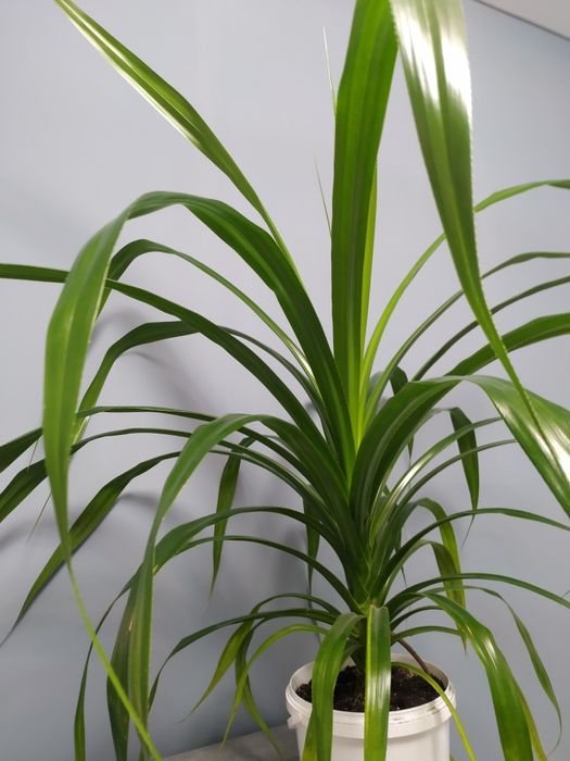 Кімнатні рослини