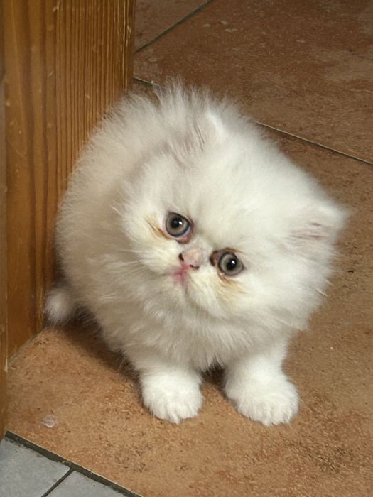 Gatinha persa branquinha