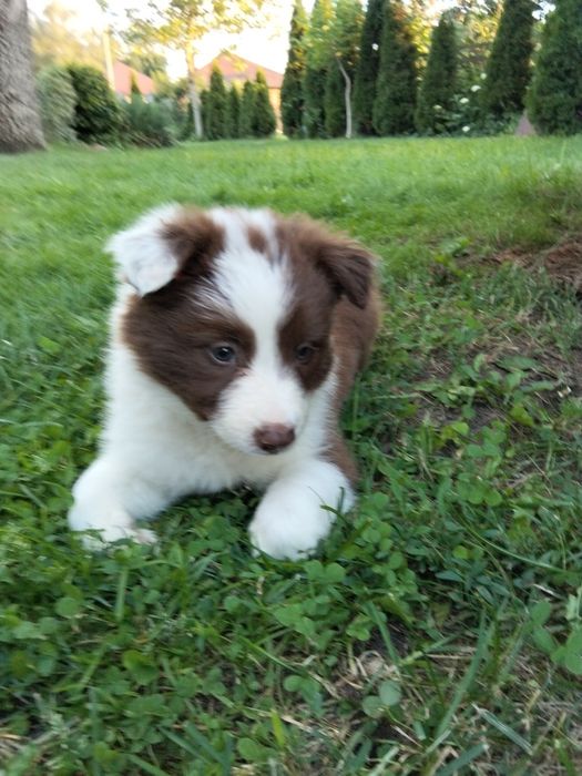Border collie suczka czekoladowo biała